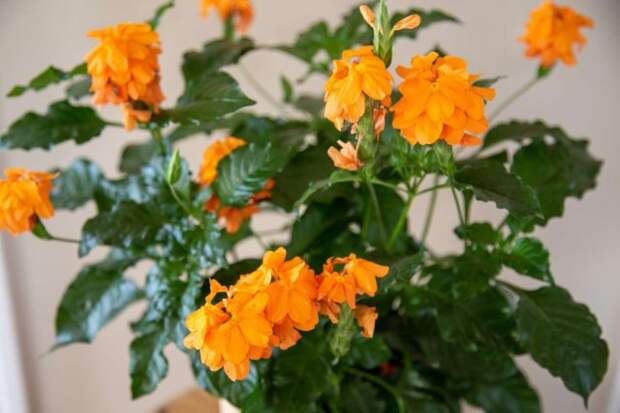 Цветки кроссандры (Crossandra) обычно лососевого или ярко-оранжевого цвета, но также могут быть оттенков желтого, красного или розового
