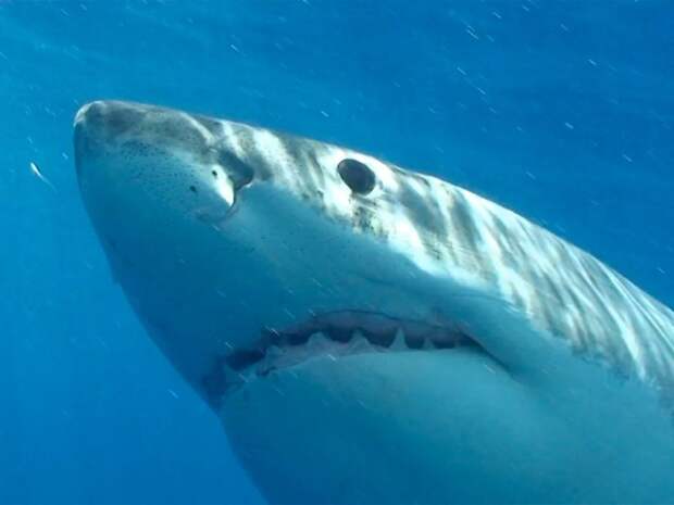 15-sharks-6-deaths-a-year