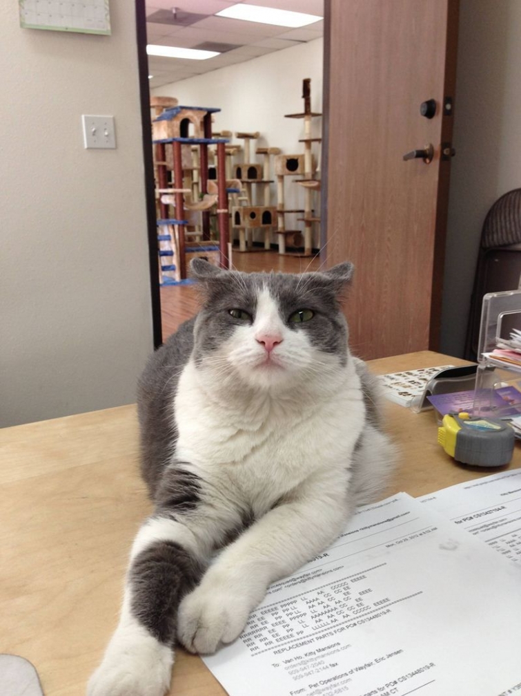 смешные кошки коты, кошки странные места поспать, коты неподходящие места прилечь, кошки выбирают место