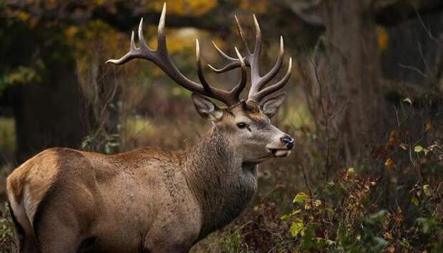 Трофей ценой в уголовку: народного избранника будут судить за убийство благородного животного