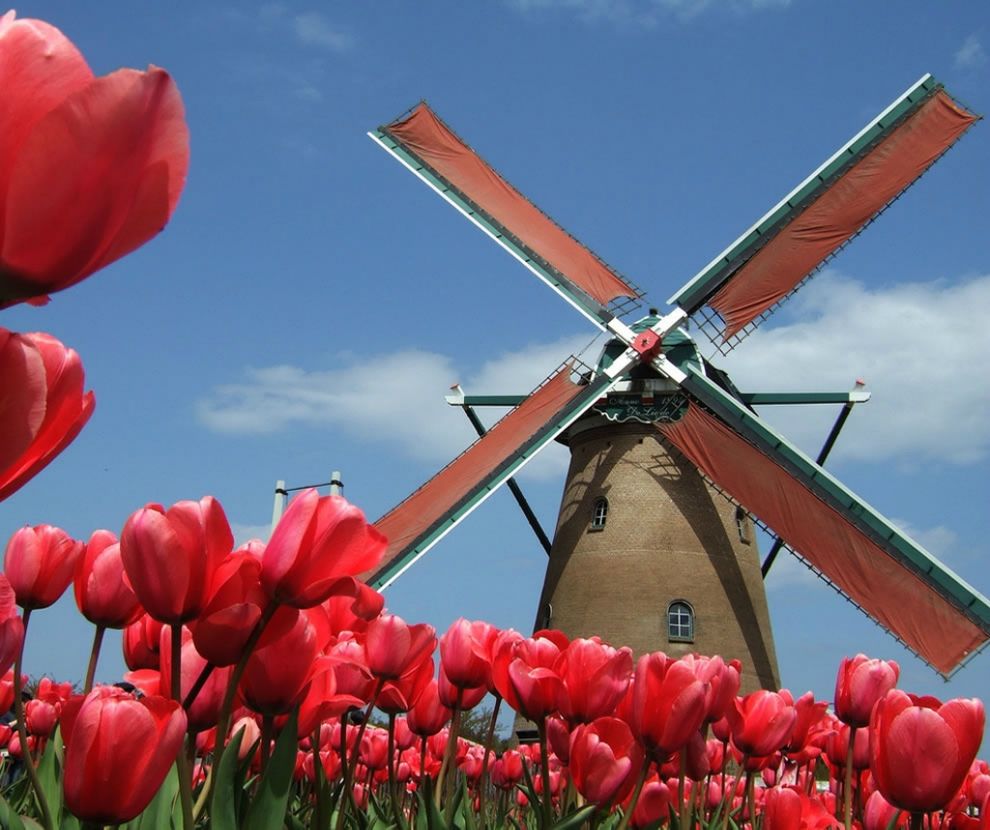 tulips09 Самые яркие тюльпаны со всего света