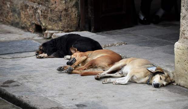 Колоритные уличные собаки со всего мира город, домашние животные, животные, собака, эстетика, юмор