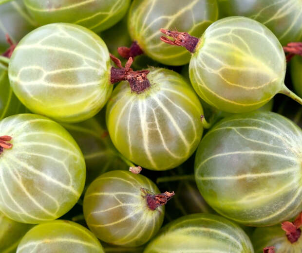 Зеленый крыжовник