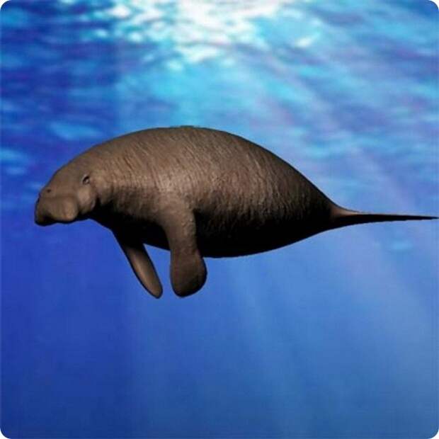 Стеллерова корова (лат.Hydrodamalis gigas) — морская корова или капустница