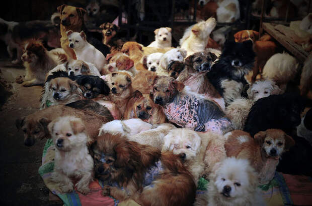 Приют для животных, организованный бывшей учительницей, называется "Общий дом". В нем живут более 1000 собак китай, собаки, спасение животных