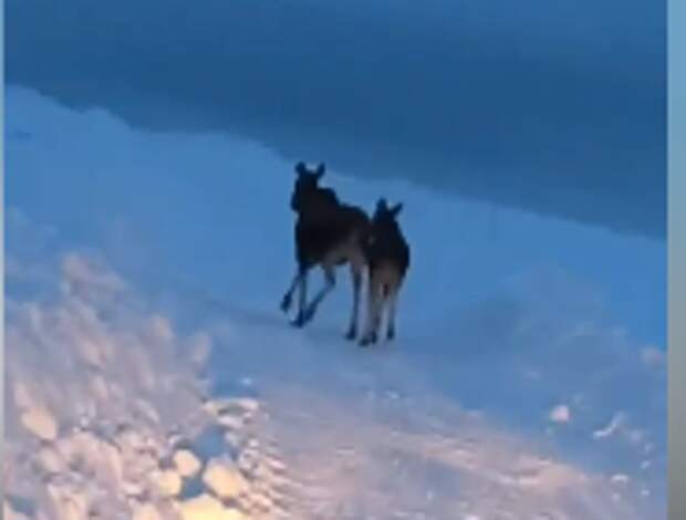 Пару лосей заметили в Заокском районе Тульской области