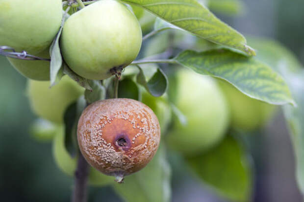 При появлении плодовой гнили обработайте деревья Цирконом прямо по плодам