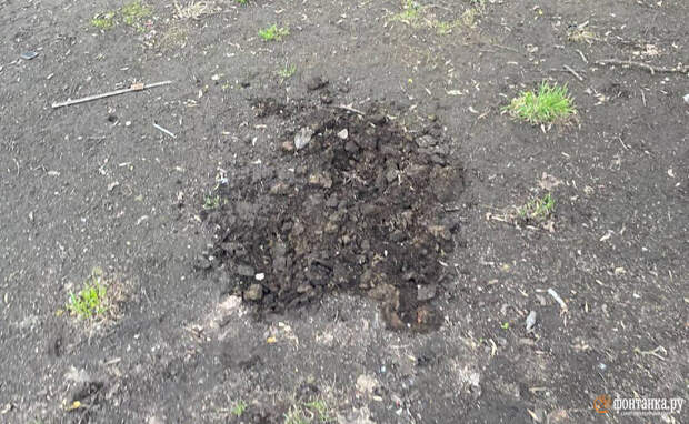 Крысы снова переиграли дератизаторов в Выборгском районе