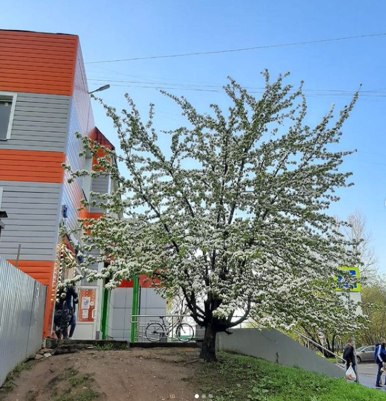 Фото дня: на Малой Ботанической зацвела груша