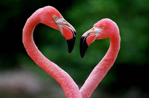 Розовый фламинго сердечко животные, фото, это интересно
