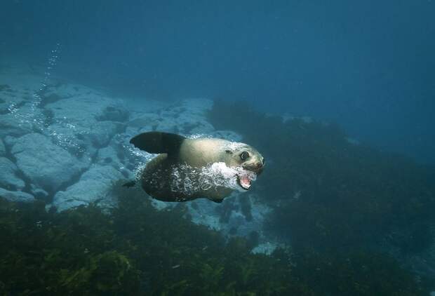 FurSeals05 Счастливые капские морские котики