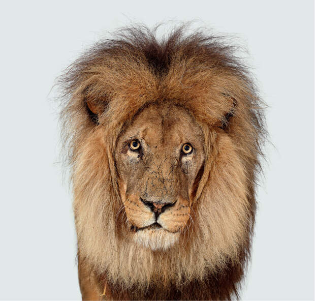 Львы