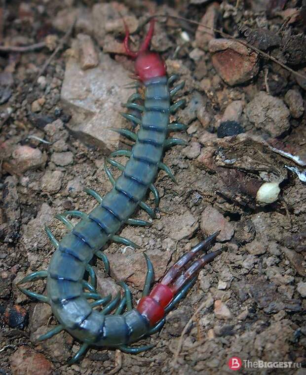 Scolopendra subspinipes