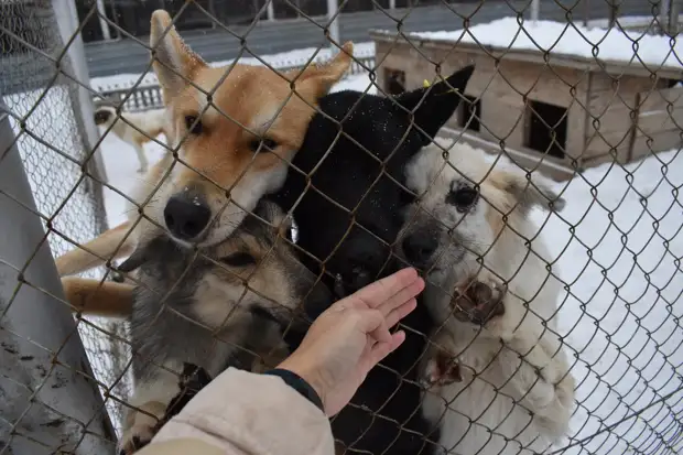 Чипировать и кастрировать: Новосибирская область предложит поправки к закону об обращении с животными