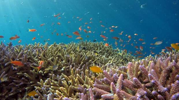 coral reef ocean sea climate change Ccell hybrid reef fish