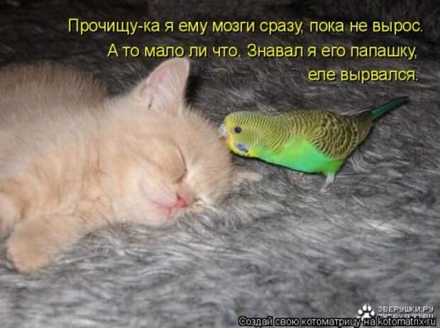 Свежая и прикольная котоматрица (32 фото)