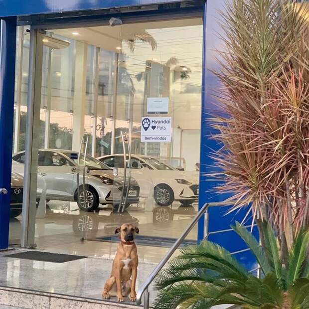 Бездомный пёс из Бразилии часто появлялся у автосалона. Сотрудники решили взять его на работу и не прогадали