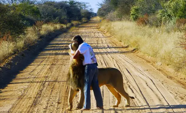 11 лет дружбы между человеком и львом (9)