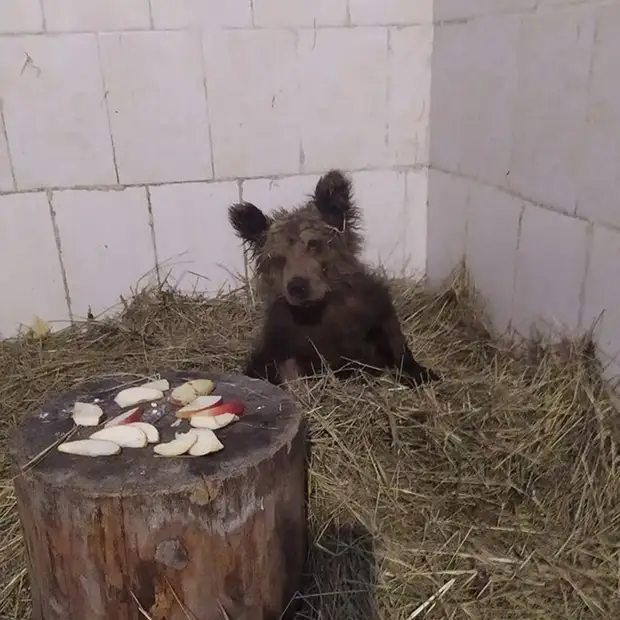 «Многих животных содержат в пыточных условиях»: как в России обстоят дела с лицензированием зоопарков и цирков