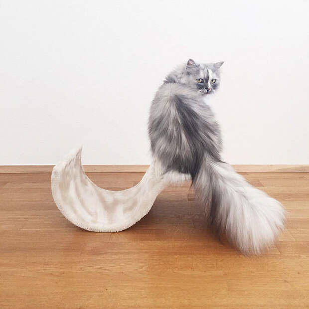 adopted-cat-fur-persian-halloalice-42