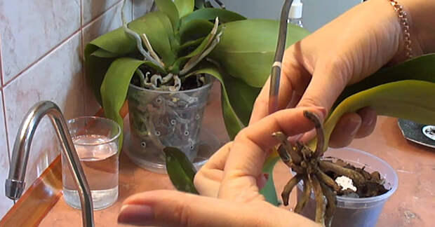 реанимация орхидей без листьев