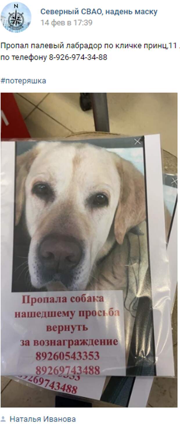 Пропавшего в Северном лабрадора нашли, но не спешат отдавать