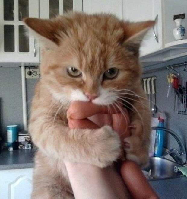 Ты - не ты, когда голоден! Очень смешные фото животных, которые готовы на все, чтобы полакомиться