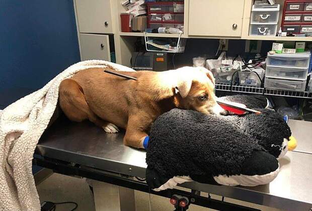 К ветеринарам попал щенок со стрелой в голове