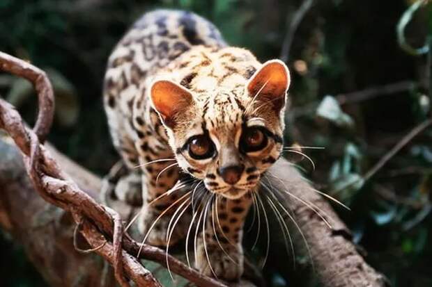 7 редких представителей семейства кошачьих: хищники из джунглей