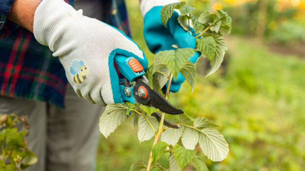 Как ухаживать за малиной осенью, чтобы собрать большой урожай крупных сладких ягод в следующем году