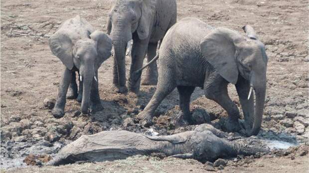 Спасение слоненка и его мамы, застрявших в грязи