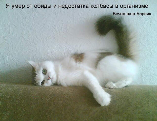 Веселая ФотоКошкоПодборка (26 фото)