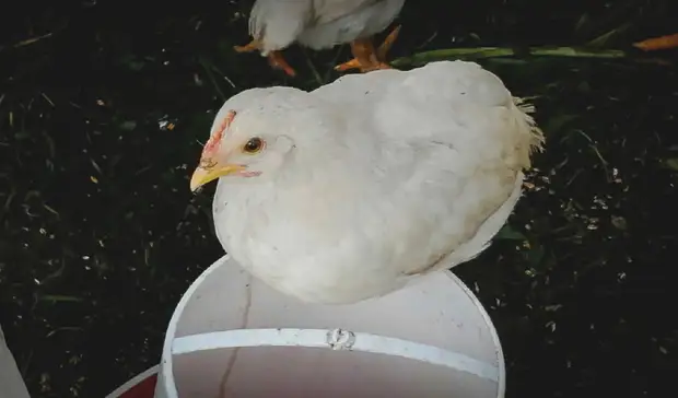 Сарапульская птицефабрика отделалась небольшим штрафом за грубые нарушения