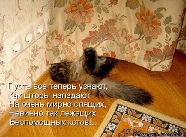 Котоматрицы(картинки с надписями)