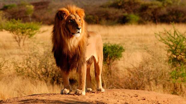 Львы живут в саваннах Африки и Индии