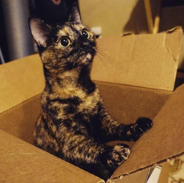 15 котиков, которые обожают коробки 15 котиков, которые обожают коробки