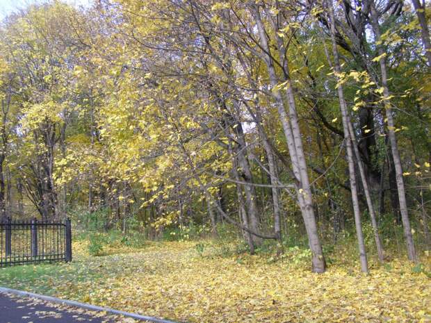 Прогулки по Москве. Осень в Ботаническом саду.