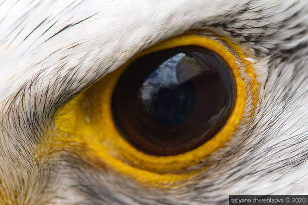 Взгляд хищника