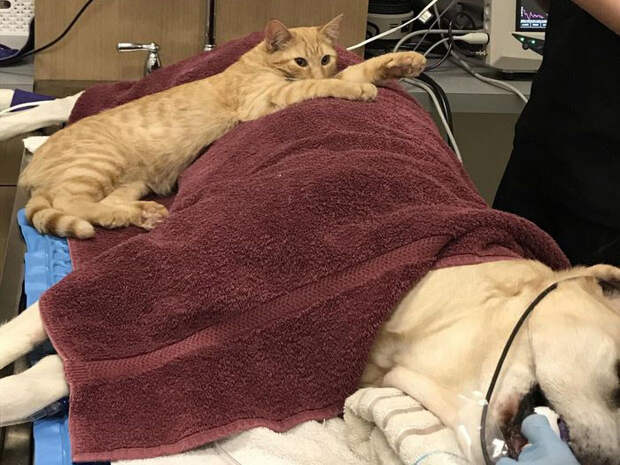 Котик пристроился незаменимым помощником-успокоителем в ветклинику ветеринар, животные, котик, медбрат
