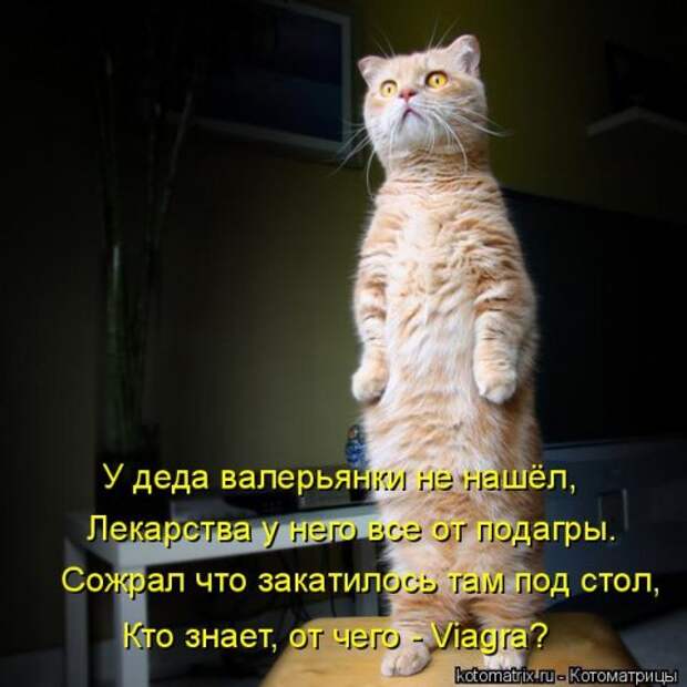 Свежая и прикольная котоматрица (32 фото)