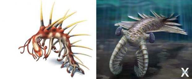 Hallucigenia sparsa (слева) и предста...