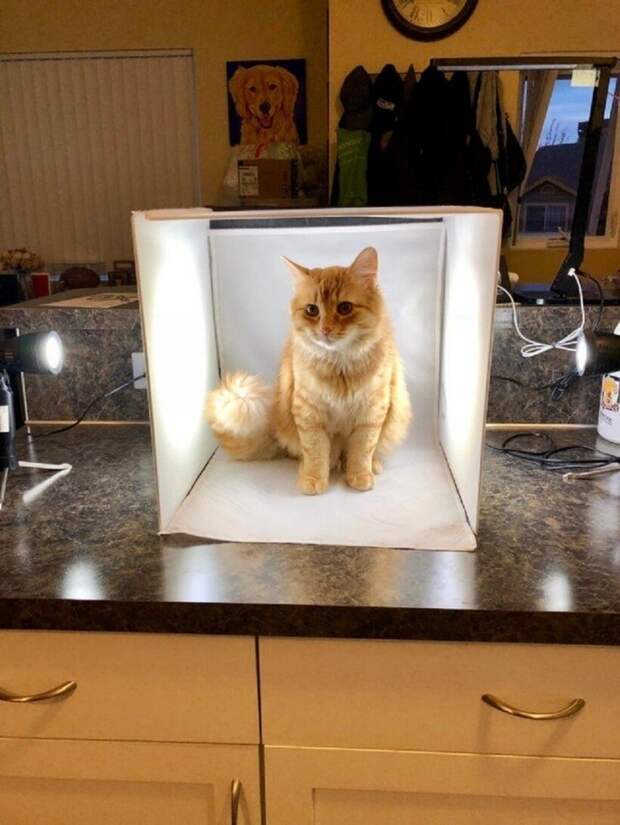 Примеры разных необычных мест, где любят отдыхать котики