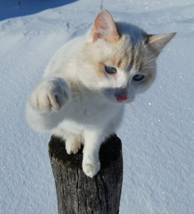 9xHxyHqiF9c (632x700, 321Kb)