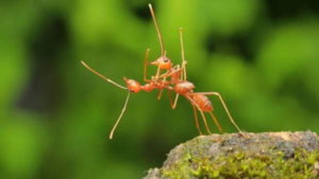 comedywildlifephotographyawards-13