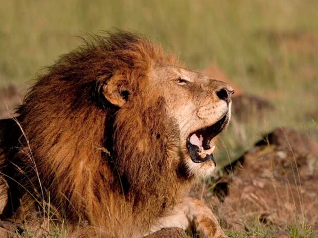13-lions-22-deaths-a-year