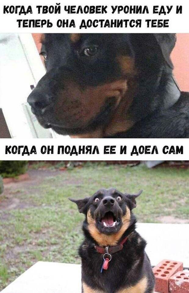 Когда человек уронил еду Когда человек уронил еду