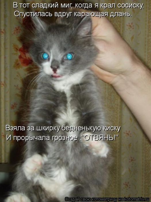 Лучшие котоматрицы недели (50 фото)