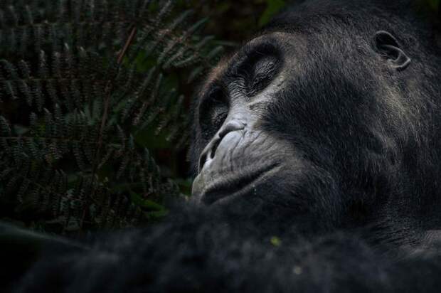 Горилла в лесу национального парка в Конго