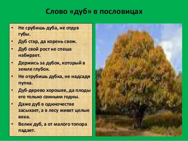 Стих у дуба. Пословицы и поговорки о дубе. Поговорки про деревья. Загадка про дуб. Пословицы про дуб для детей.