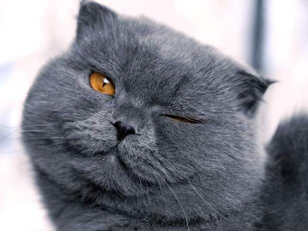 Месть кота